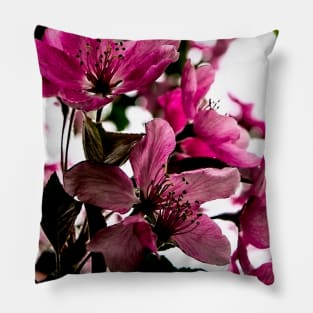 Crab apple tree in bloom Pillow