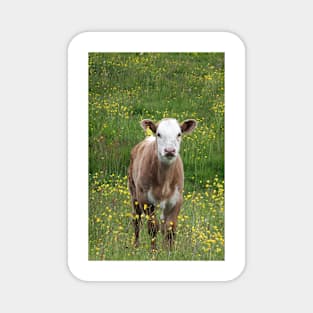 Calf in a Field Magnet