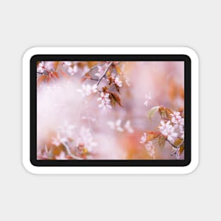 Cherry Blossom Magnet