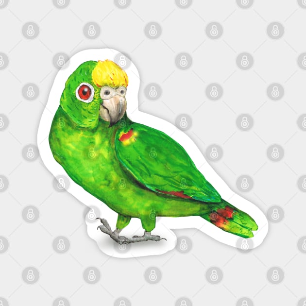 Panama amazon parrot Magnet by Bwiselizzy