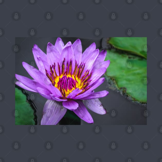 Purple Lily Pad Flower Photograph by love-fi