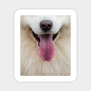 Samoyed Dog with Tongue Out Magnet