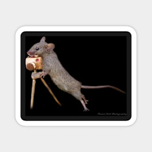 Photographer mouse 2 Magnet