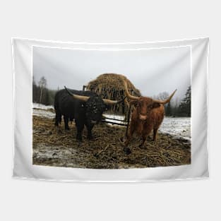 Scottish Highland Cattle Bull and Cow 2165 Tapestry