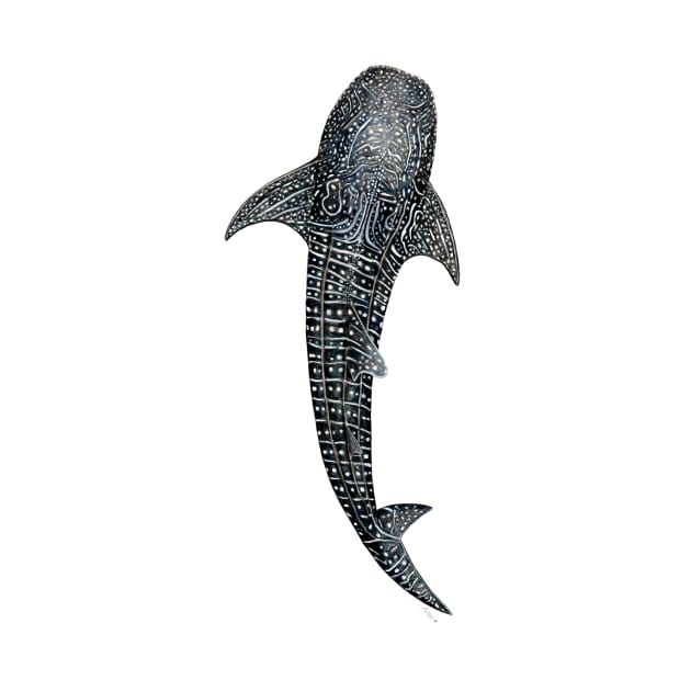 Whale shark Rhincodon typus by chloeyzoard