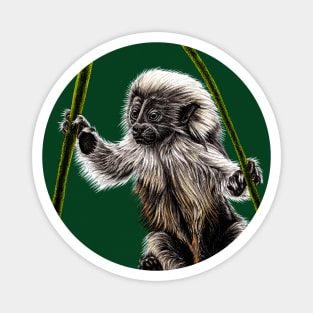 Baby cotton-top tamarin Magnet