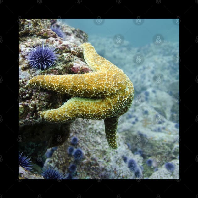 Starfish Underwater by StylishPrinting