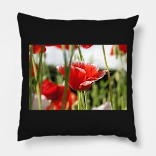 Poppies In the Grass Pillow