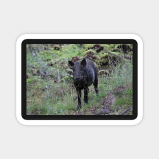 Wild boar Magnet