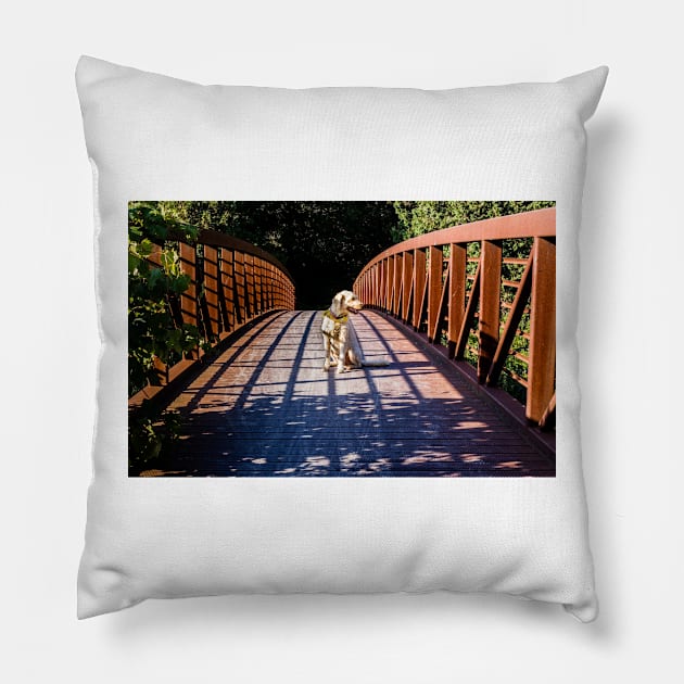 Dog On The Trail 2 Pillow by Robert Alsop