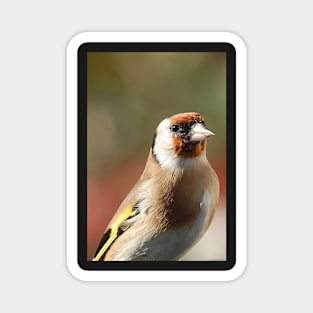 Goldfinch model Magnet