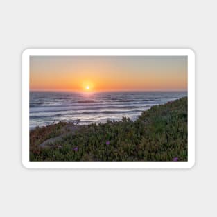 Sand Dunes and Plants during Sunset at the Beach Magnet