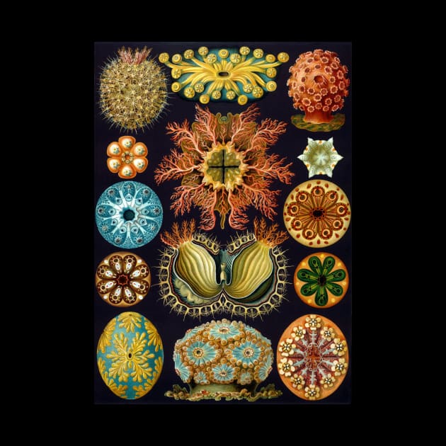 Ascidiae by Ernst Haeckel by MasterpieceCafe