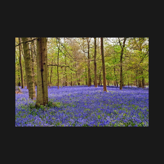 Bluebells Bluebell Woods Greys Court Oxfordshire UK by AndyEvansPhotos