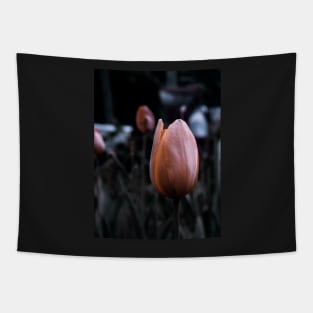 Beautiful Tulipan - macro photography Tapestry