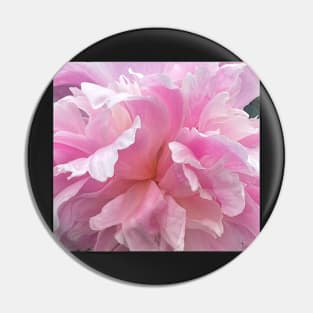 Passionate Pink Carnation Flower Petals Pin