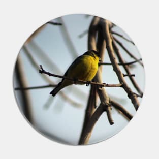 Golden Finch in Tree Palm Desert California Pin