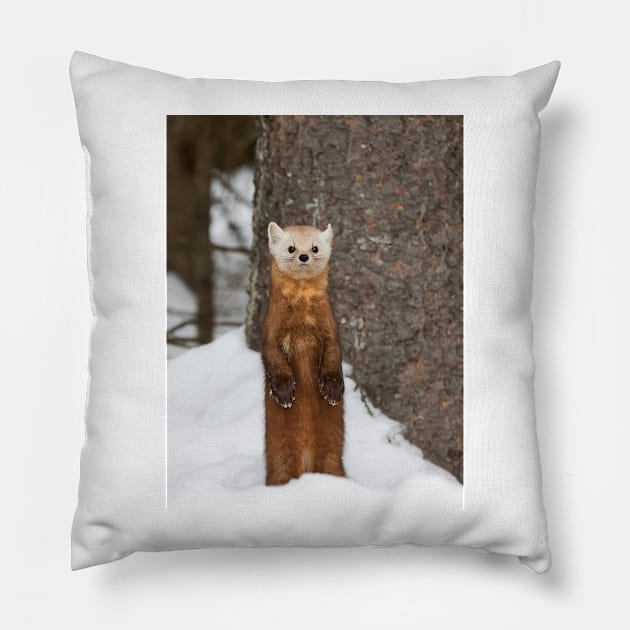 Pine Marten - Algonquin Park Pillow by Jim Cumming