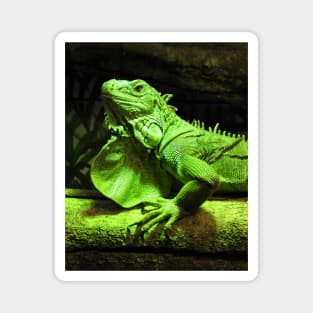 Green Iguana Magnet