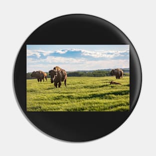 Bison Herd Pin