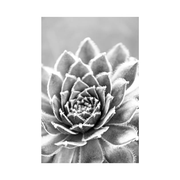 Succulent by fineart