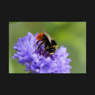 Double Blue Cornflower with Guest T-Shirt