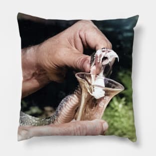 colorized vintage photo of snake venom extraction Pillow