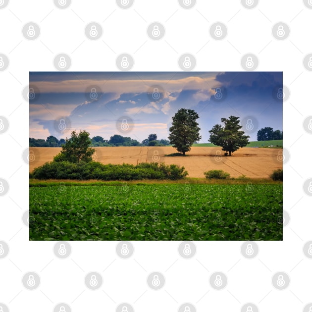 Two Trees In Summer Field 6 by Robert Alsop