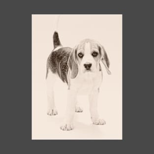 Beagle (2) T-Shirt