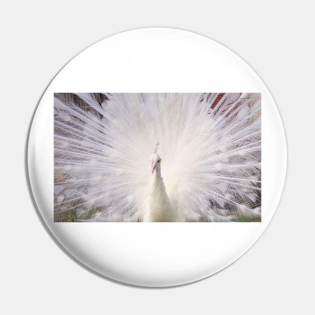 White Peacock Pin by kawaii_shop