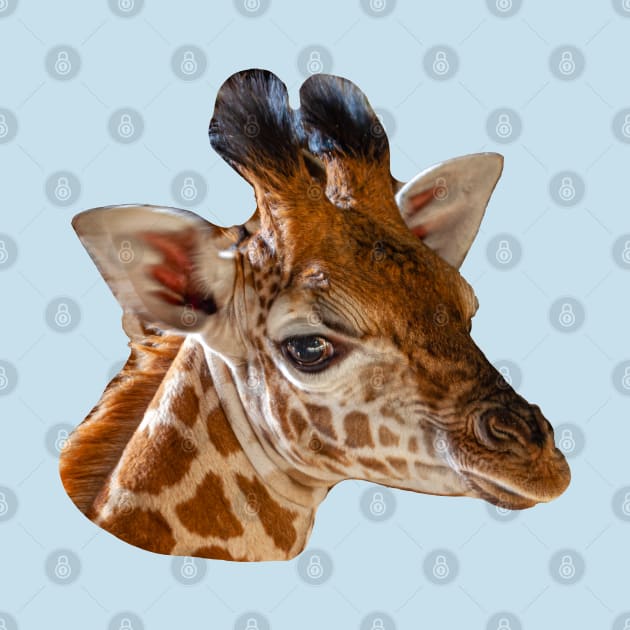 Young Giraffe by dalyndigaital2@gmail.com