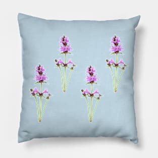 Stachys macrantha  Big Betony Pillow