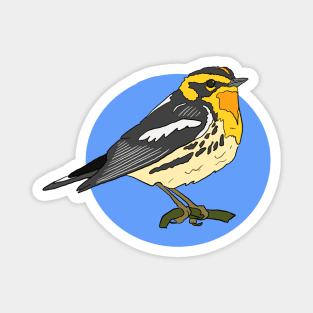 Blackburnian Warbler Magnet