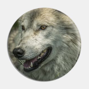 Arctic Wolf Portrait Pin