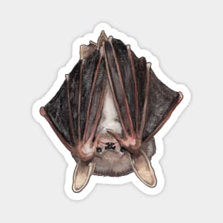 Northern Long Eared Bat Magnet