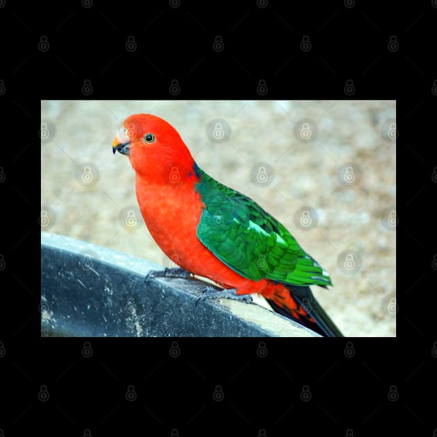 King Parrot by Upbeat Traveler