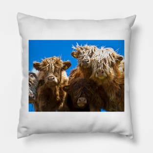 Friendly curious highland cattle Pillow