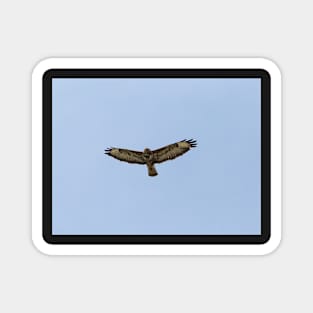 Hawk gliding on blue sky background Magnet