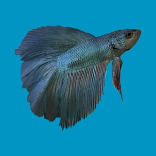 Teal Betta Fish T-Shirt