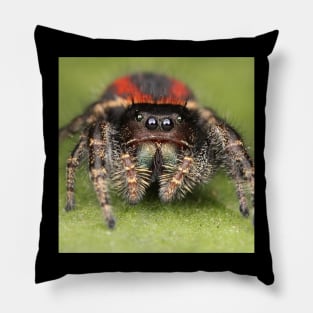 Female Jumping Spider Pillow