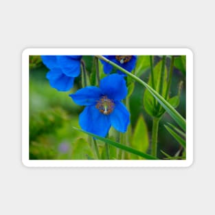 Blue Poppy Flower Elegance Magnet