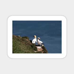 Pair of gannets at Bempton Cliffs Magnet