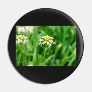 Cardamine pratensis Pin