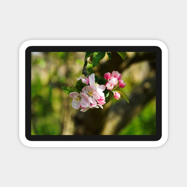 Blossom On Tree Branch (Closeup/Macro) - Spring Flowers Magnet by Harmony-Mind