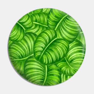 Calathea leaves Pin