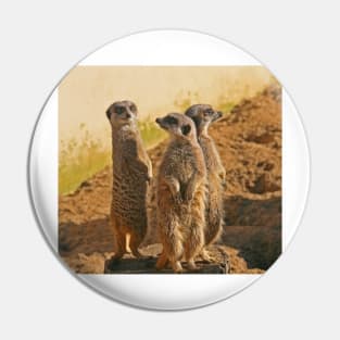 Compare the Meerkats Pin