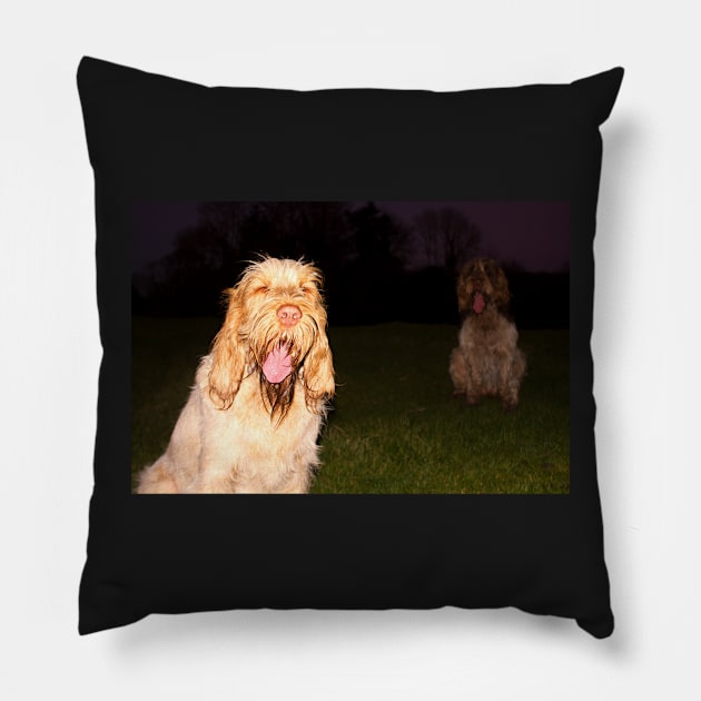 In the spotlight Spinoni Pillow by heidiannemorris