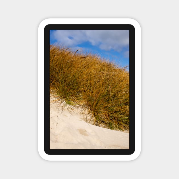 Beach grass. Magnet by sma1050