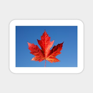 Red maple leaf and blue sky, Germany Magnet