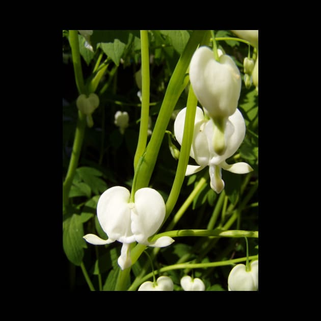 white bleeding heart macro by DlmtleArt